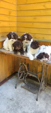 Lagotto Romagnolo Zakątek bystrego 3