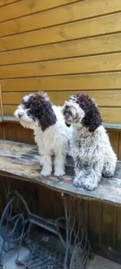 Lagotto Romagnolo Zakątek bystrego 4