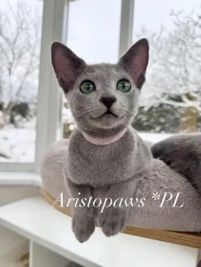 Kotka w wersji hodowlanej 1