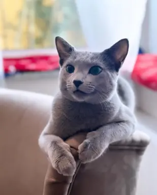 Kotka w wersji hodowlanej 2