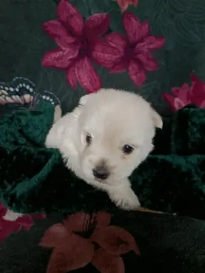 Wzorcowy Mega gęsty włos West Westie Westik piękny exterier 2