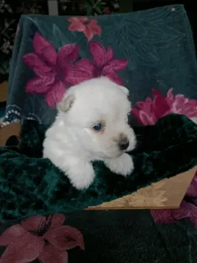 Wzorcowy Mega gęsty włos West Westie Westik piękny exterier 3