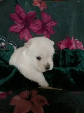 Wzorcowy Mega gęsty włos West Westie Westik piękny exterier 4