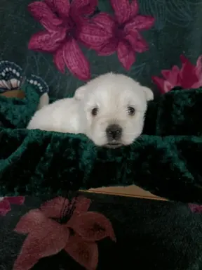 Wzorcowy Mega gęsty włos West Westie Westik piękny exterier 1