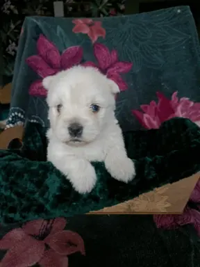 Wzorcowy Mega gęsty włos West Westie Westik piękny exterier 5