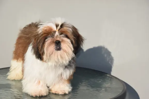 Pies Shih Tzu piękny szczeniak IMPERIAL 3