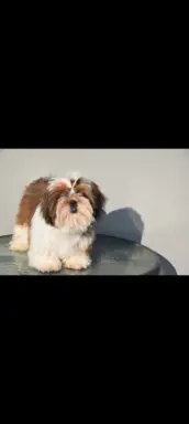 Pies Shih Tzu piękny szczeniak IMPERIAL 2