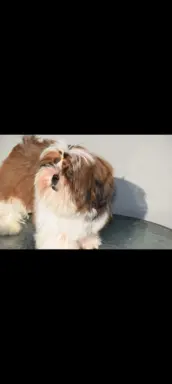 Pies Shih Tzu piękny szczeniak IMPERIAL 4