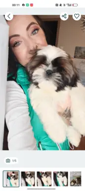 Shih Tzu pies szczeniak piękny miś IMPERIAL 2