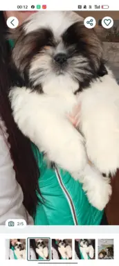 Shih Tzu pies szczeniak piękny miś IMPERIAL 3