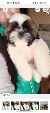 Shih Tzu pies szczeniak piękny miś IMPERIAL 1