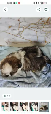 Shih Tzu pies szczeniak piękny miś IMPERIAL 5