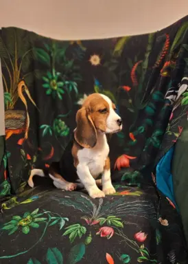 BEAGLE-szczeniaki z rodowodem ,mniejsze w typie,ZKwP/FCI 2