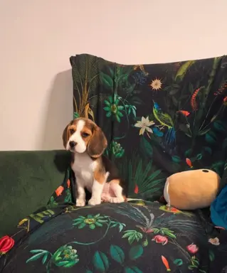 BEAGLE-szczeniaki z rodowodem ,mniejsze w typie,ZKwP/FCI 3