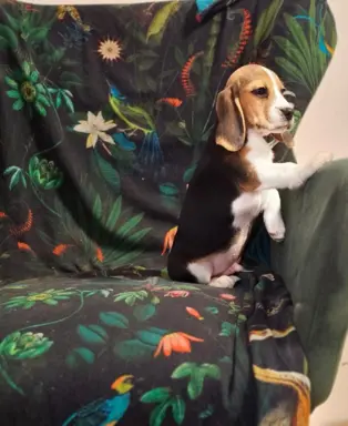 BEAGLE-szczeniaki z rodowodem ,mniejsze w typie,ZKwP/FCI 4