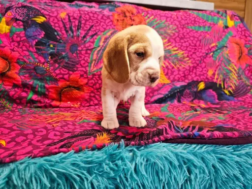 BEAGLE-szczeniaki z rodowodem ,mniejsze w typie,ZKwP/FCI 7