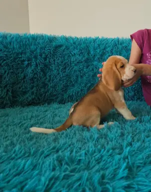 BEAGLE-szczeniaki z rodowodem ,mniejsze w typie,ZKwP/FCI 8