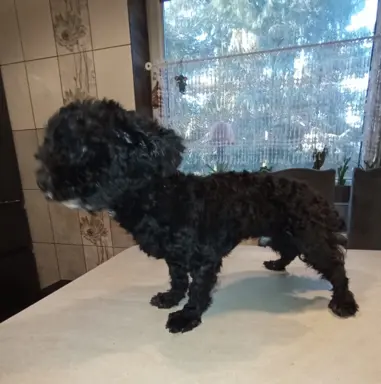 Rosyjska Bolonka Kolorowa piesek o imieniu Gibson 4