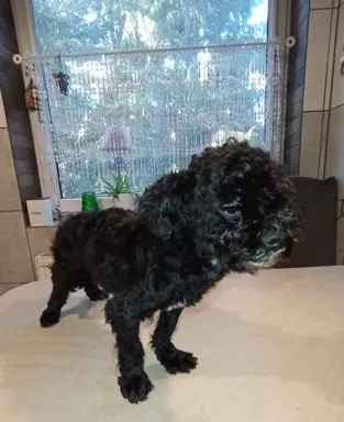 Rosyjska Bolonka Kolorowa piesek o imieniu Gibson 5