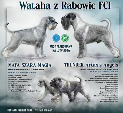 szczenięta sznaucer średni 1