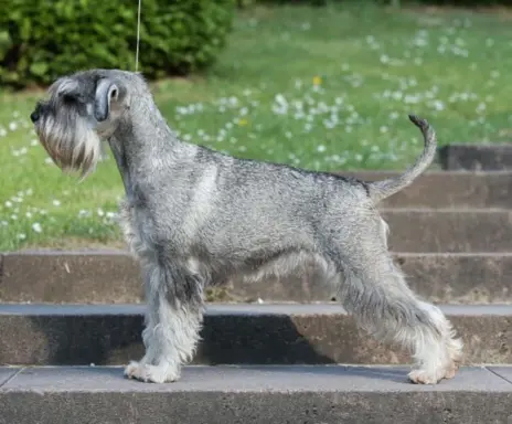 szczenięta sznaucer średni 3