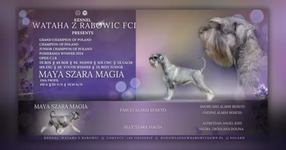 szczenięta sznaucer średni 4