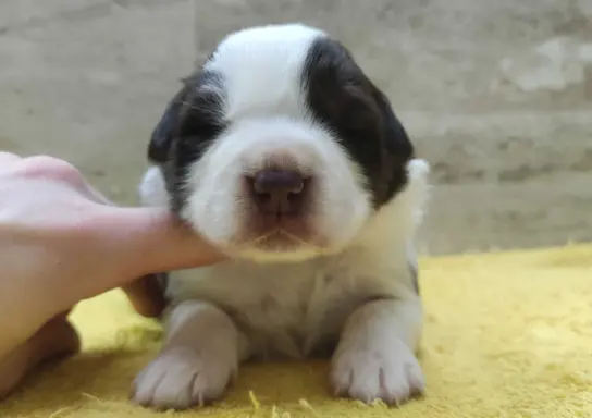 Rasowy pies Border Collie z pełną dok. przebadani rodzice 1