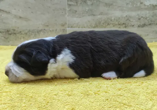 Rasowy pies Border Collie z pełną dok. przebadani rodzice 2