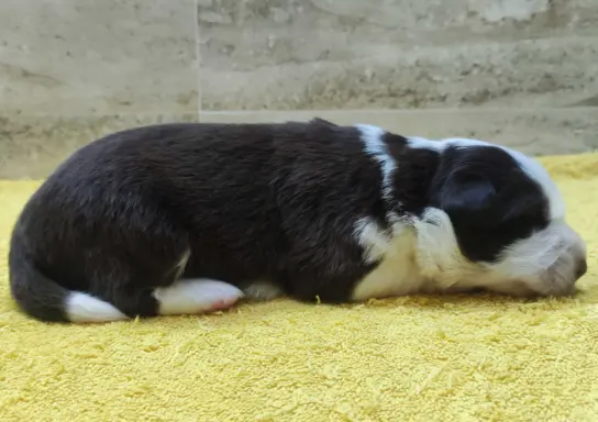 Rasowy pies Border Collie z pełną dok. przebadani rodzice 3