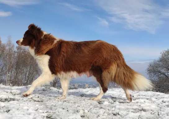 Rasowy pies Border Collie z pełną dok. przebadani rodzice 5