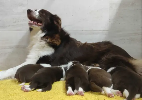Rasowy pies Border Collie z pełną dok. przebadani rodzice 6