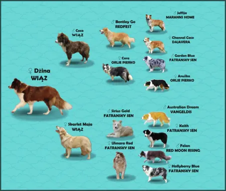 Rasowy pies Border Collie z pełną dok. przebadani rodzice 7