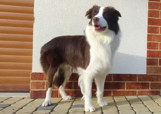 Rasowy pies Border Collie z pełną dok. przebadani rodzice 8
