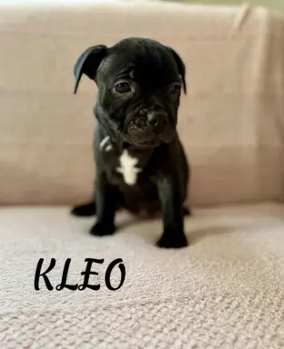 Staffordshire Bull Terrier, Stafik, Staffik 1