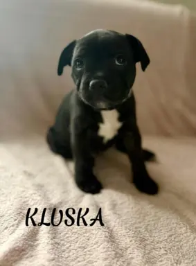 Staffordshire Bull Terrier, Stafik, Staffik 2