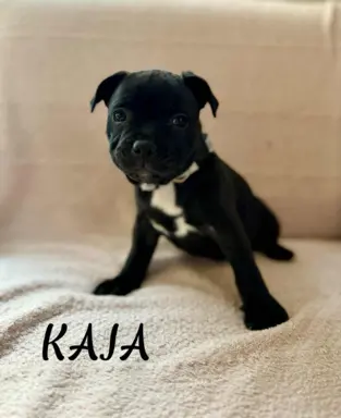 Staffordshire Bull Terrier, Stafik, Staffik 3