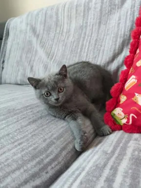 Kotka Brytyjska krótkowłosa niebieska (Lusia) 1