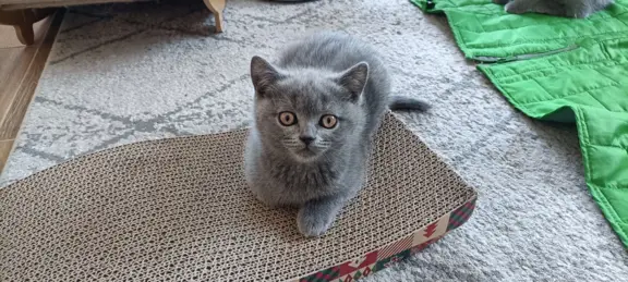Kotka Brytyjska krótkowłosa niebieska (Lusia) 2