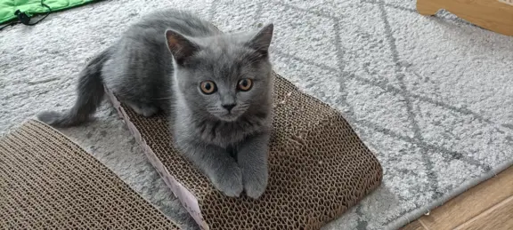 Kotka Brytyjska krótkowłosa niebieska (Lusia) 3