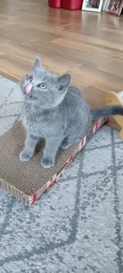 Kotka Brytyjska krótkowłosa niebieska (Lusia) 4