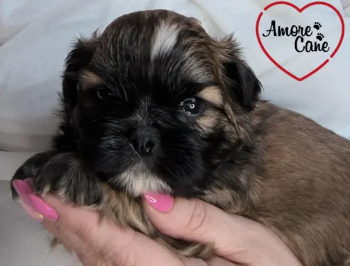 Przepiękny piesek shih tzu. 9