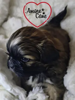 Przepiękny piesek shih tzu. 10