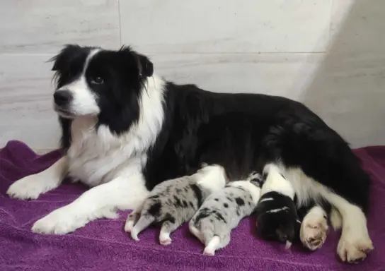 Rasowy pies bluemerle Border Collie z pełną dok. przebadani 5