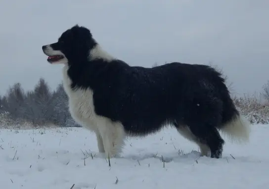 Rasowy pies bluemerle Border Collie z pełną dok. przebadani 6
