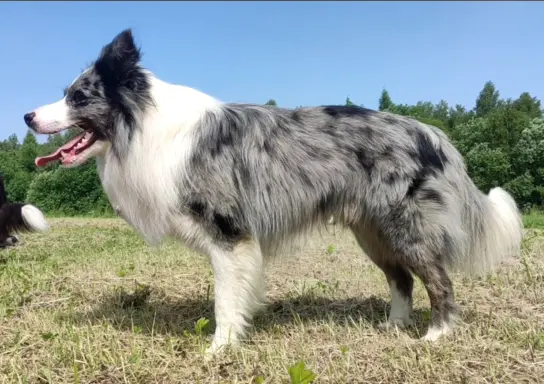 Rasowy pies bluemerle Border Collie z pełną dok. przebadani 8