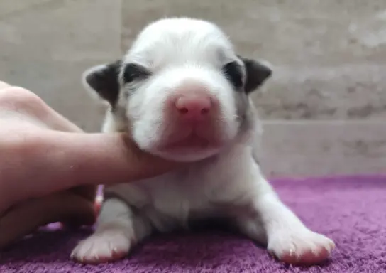 Rasowy pies bluemerle Border Collie z pełną dok. przebadani 2