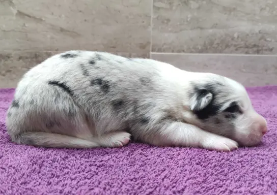 Rasowy pies bluemerle Border Collie z pełną dok. przebadani 3