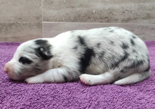 Rasowy pies bluemerle Border Collie z pełną dok. przebadani 1