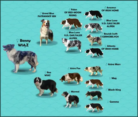 Rasowy pies bluemerle Border Collie z pełną dok. przebadani 9