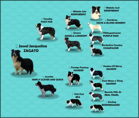 Rasowy pies bluemerle Border Collie z pełną dok. przebadani 7